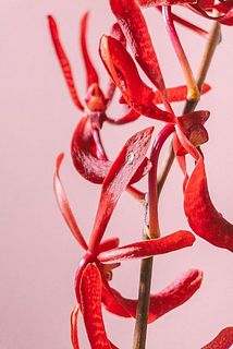 花びらの一部に傷や汚れがある場合がございます。