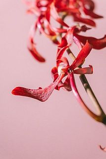 下の方のお花が変色していることもございます。やさしく取り除いてあげましょう。