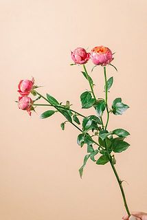花付きには個体差がございます。