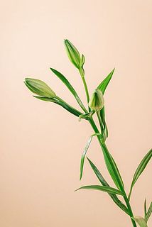 蕾のつき方には個体差がございます。