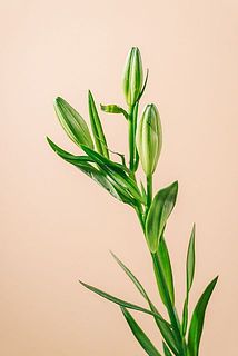 蕾に一部傷がある場合がございます。