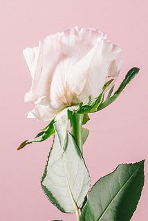 外側の花びらには傷がついています。気になる場合は間引いてあげてください。
