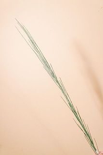 形や1本のボリュームには個体差がございます。