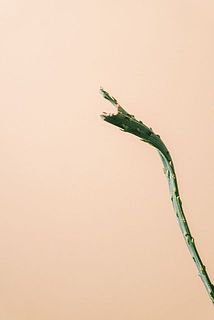 一部、傷や茶色く変色している場合がございます。ご了承ください。