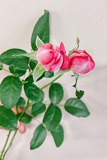 蕾の状態から開花する様子