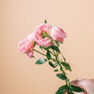 中心にグリーンの芽があるかわいい品種🌱