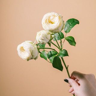 スプレーバラ「アヤラ」コロンと丸くてかわいい⛄️