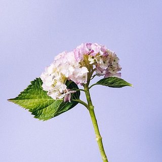紫陽花は小ぶりなタイプをお届けします。