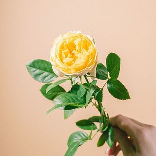 「ニューカナリアリッチ」まるでひよこみたいなばら🐣