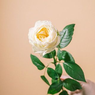 「ラブリーハーパー」新しい品種です！クリーム色のまろやかな色合いがキュート。