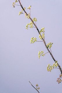枝の先端部分の実は、緑色の場合がございます。