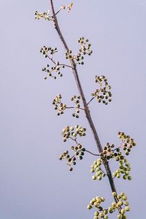 一部、実が茶色く変色している場合がございます。ご了承ください。