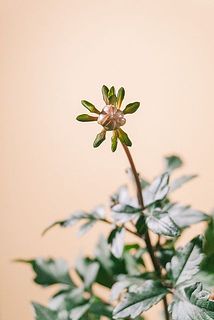 蕾はございますが、咲く花は小さい可能性がございます。ご了承ください。