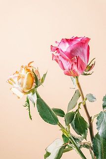 外側の花びらには傷や変色がある可能性も。気になる場合優しく外してください。