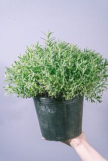 大きさには個体差がございます。