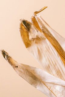 葉に変色がある場合がございます。