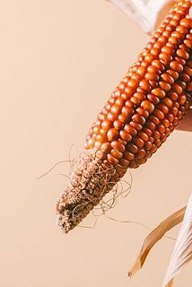 コーンの下部が成長しきれず粒がない状態のものがございます。ご了承ください。