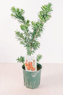 枝ぶりには個体差がございます。