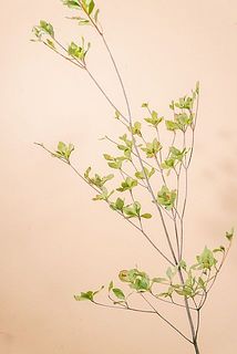 形、葉付きには個体差があります。