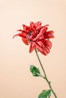 個体によっては花びらが咲ききっていないものがございます。