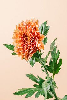横を向いているマムがありますが特性ですので問題ございません。