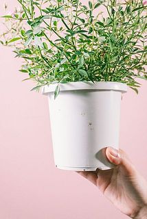 鉢が汚れている場合がございます。