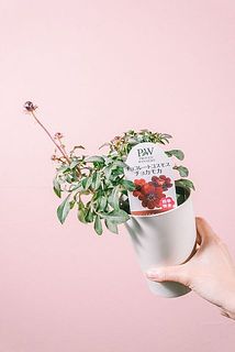 咲き方には個体差がございます。