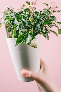 葉が一部黄色く変色している場合がございます。