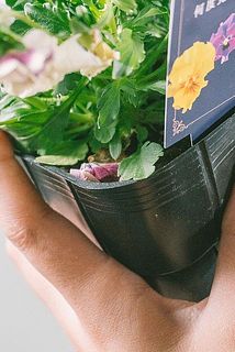 花びらや葉が落ちている場合がございます。ご了承ください。