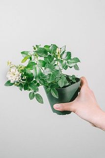 咲き方には個体差がございます。