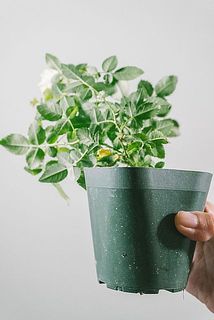 茎が不安定な場合は支柱を立てて支えてあげることをおすすめします。