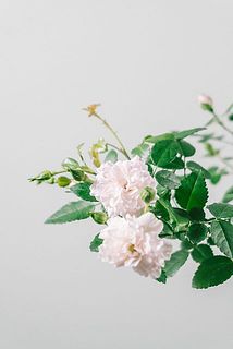 淡いピンク色の花びらがキュート🩷
