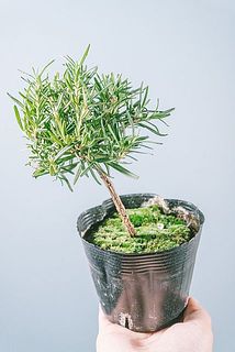 枝形、葉付きには個体差があります。