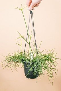 お届け例