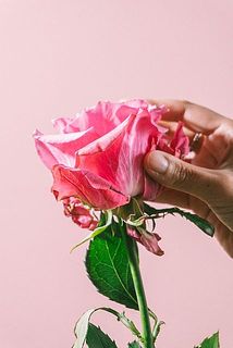 外側の花びらには傷がついています。気になる場合は間引いてあげてください。