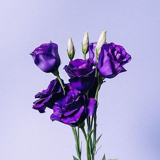 トルコキキョウの花の数は、個体差によって異なります。ご了承ください。