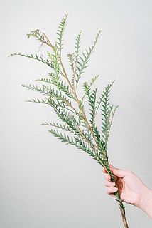 ボリュームには個体差がございます。