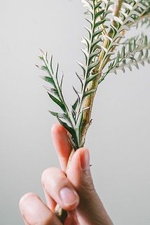 葉が黒く変色していることがございます。