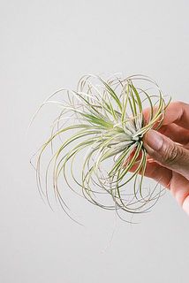 葉先が茶色っぽく乾燥している場合がございます。