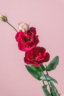 「ロジーナレッド」　ルビー色が美しい❤️