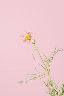 花の大きさには個体差があります。