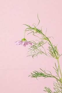 特性により花頭が下がっていることがあります。水揚げすると元気に!