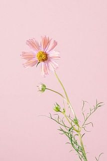 一部、花びらが欠けている場合もございます。