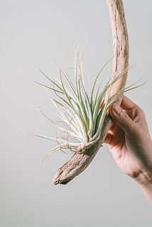 茶色い紐のようなものは根っこです。