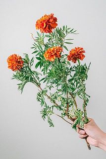 形、花付きには個体差があります。