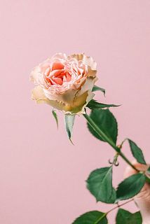 「ラブロ」波打つ花びらがキュート😍