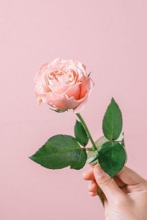 「マルゴー」サーモンピンクでまるっとしたフォルムが愛おしい🍑