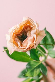 中心に緑色の芯がある「グラスセンター」です🌱