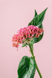 ラビリンス