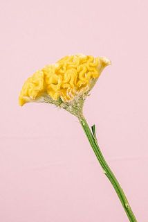 ヒヨコ